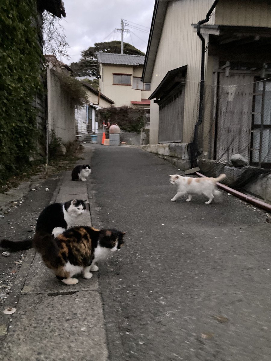 こちらもどうぞ😺 バロン来てくれて、二代目ちゃめこ一家が揃いました