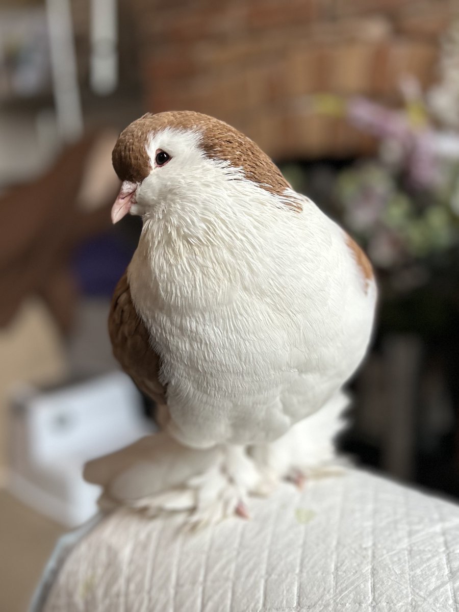 crescentmoontea's tweet image. thinking about getting into Skyrim modding so I can make a Zelly follower mod, complete with his own recorded wobbadobbawoos and a chance that you'll get the Peck affliction every in-game hour (does a total of 1 damage)