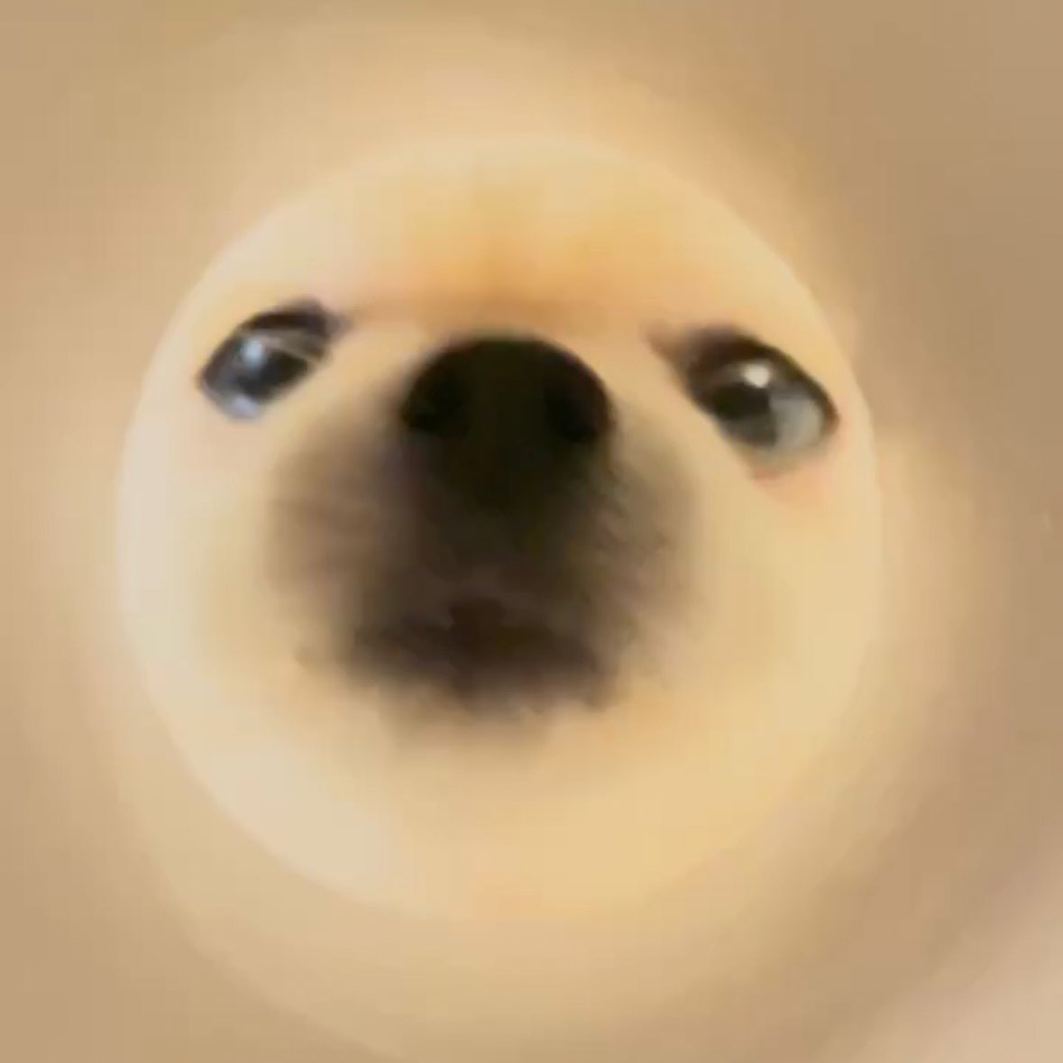 emmapom918's tweet image. ポメラニアンを覗いたら色んな顔してた