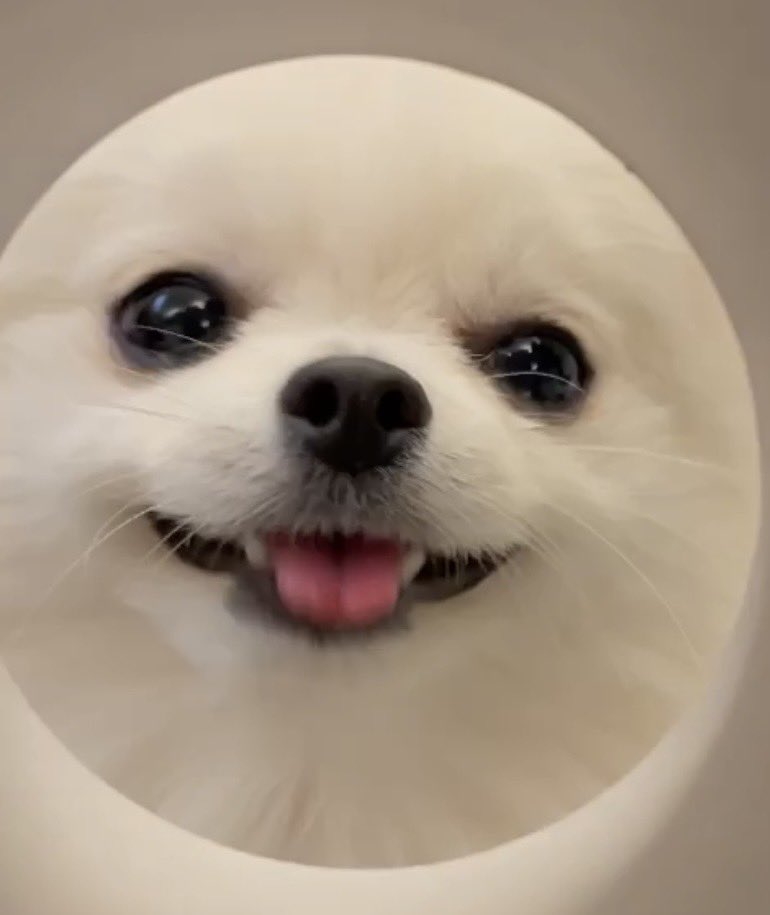 emmapom918's tweet image. ポメラニアンを覗いたら色んな顔してた