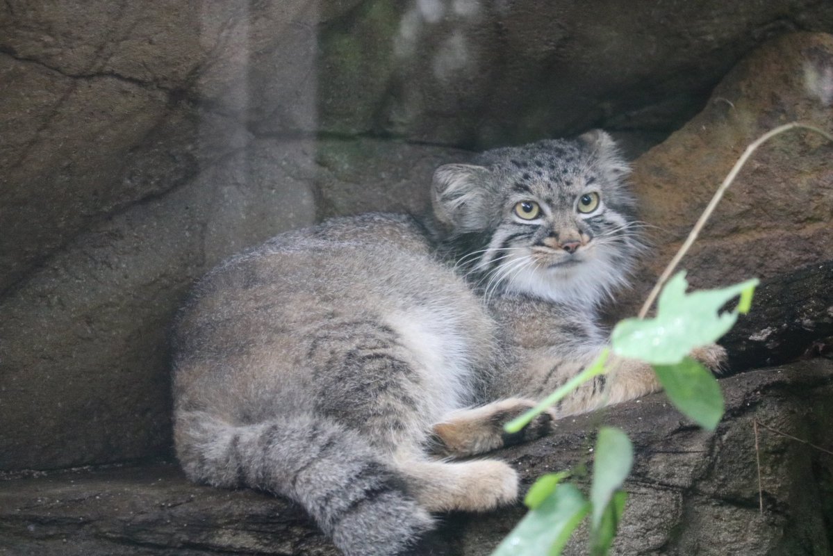 _takeman's tweet image. 250914 那須どうぶつ王国　アブリコース
お気に入りの場所なのにゃ
#那須どうぶつ王国 #まぬるねこ #マヌルネコのうた #アブリコース