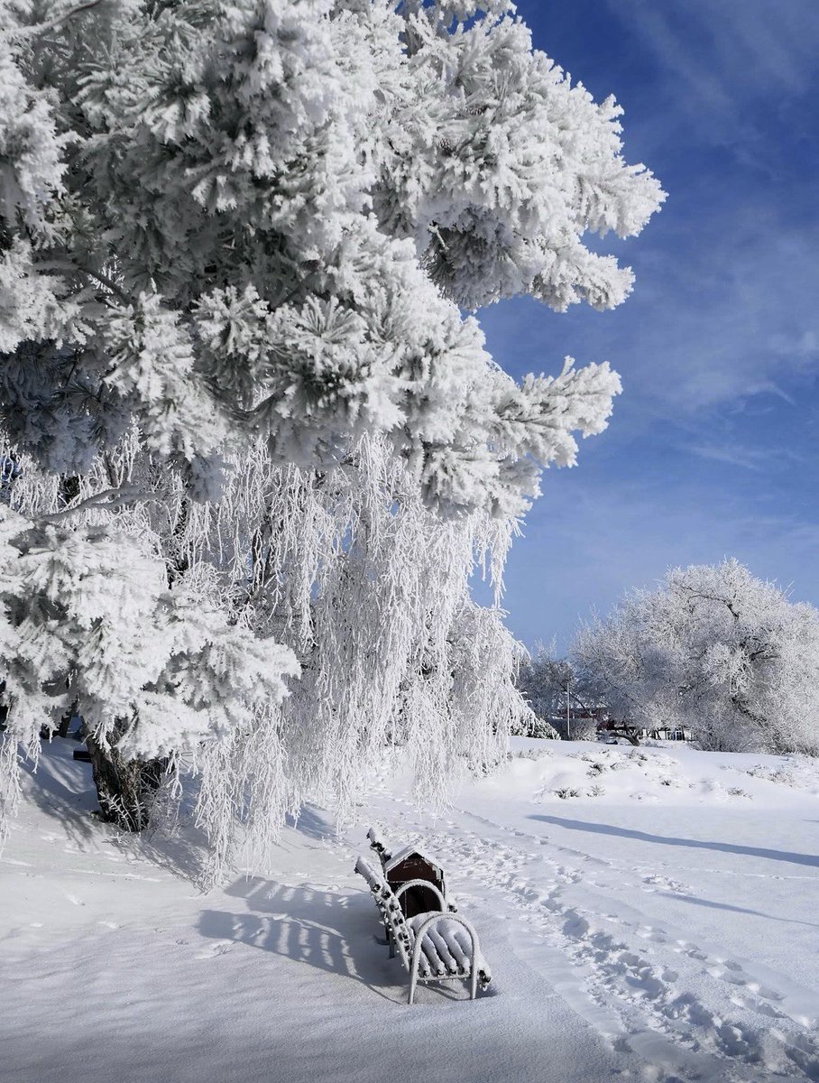 Twee_Papillon's tweet image. Would you like to go for a walk? 

 The Curonian Spit ❄️