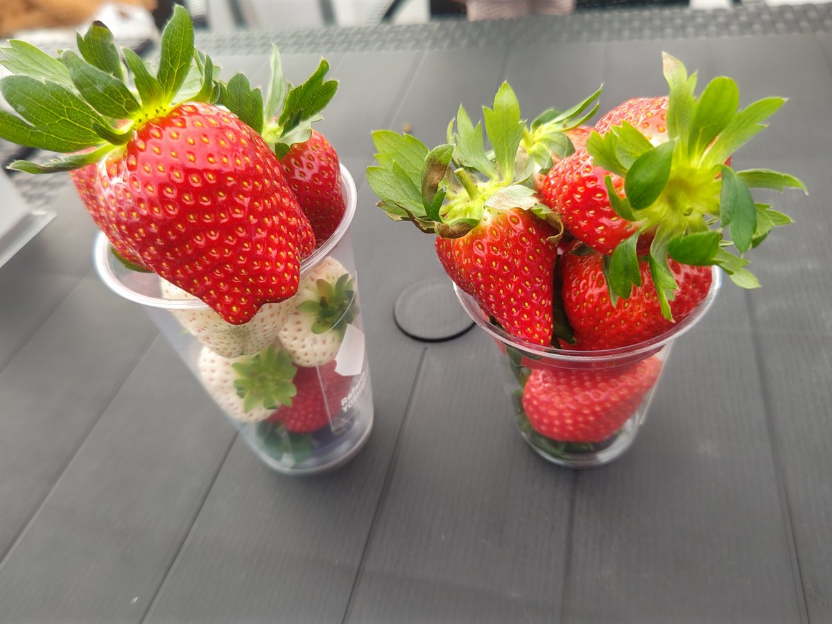 ultraarsene813's tweet photo. Refarm YOSHIMI 370
田尻町
GRAND OPENセット
いちごの米粉ワッフルサンド
ミックススムージー
カットプリーツ
おいしゅうございました(^^)
いちご狩り
来てたお客さんに撮らせてもらいましたm(__)m
#Refarm YOSHIMI 370
#田尻町
#いちご狩り
#苺
#ワッフル https://t.co/6CewORriDG