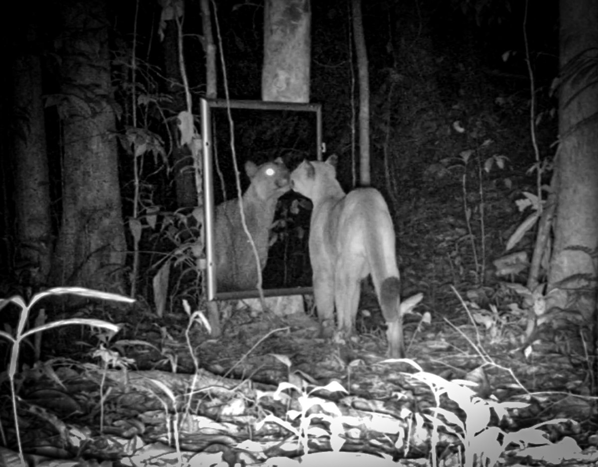 savimbos's tweet photo. He thought it was a date… but it was just his reflection.🔥 #Savimbo #TropicalForest #CameraTrap https://t.co/CuuijXsA09