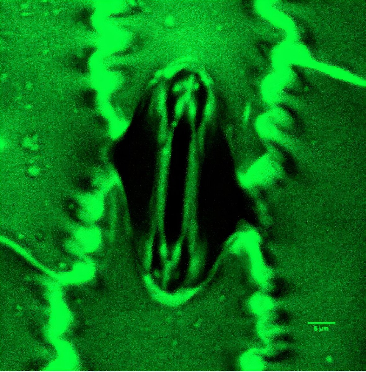 EuroseedsEU's tweet image. Fun #FridayFact!  🎉

🌱 Plants “breathe” through tiny pores on their leaves called stomata.

Scientists can now watch these pores open and close in real time and see how plants balance growth and water loss. 💧

This relevant discovery could help scientists understand how crops