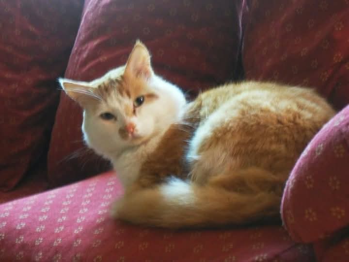 Jaime Villalón 🌐 tweet media