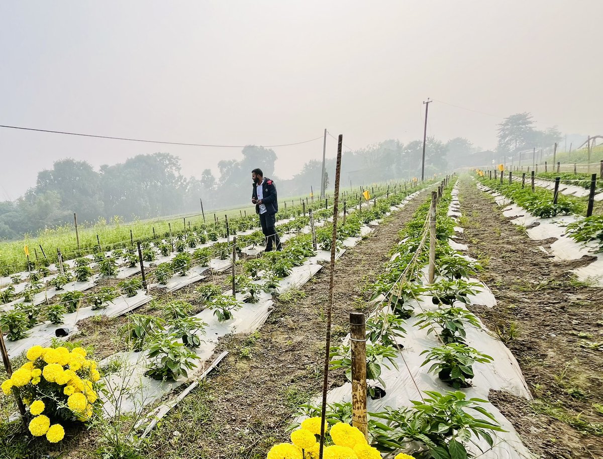 just_akshit's tweet photo. A happy farm is built on informed choices.
🌶️ Intruder (Syngenta) + Ayesha (Known You)
🌼 Marigold trap cropping for ecological balance

Productivity is not accidental—it’s designed. 🌱 https://t.co/8Ug6JwXev3