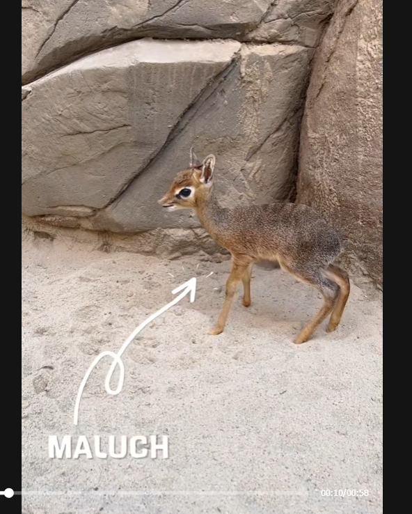 Sir Pump of the Coin tweet media