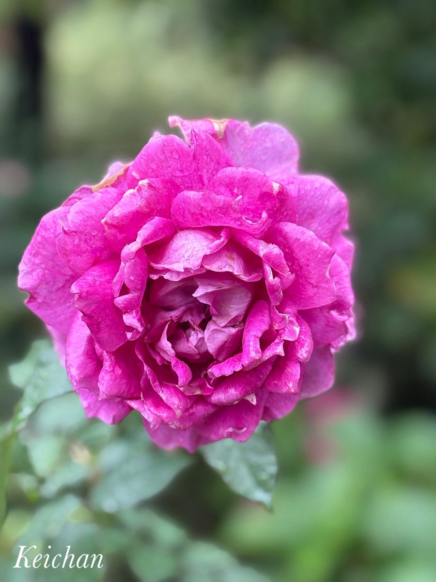 けいちゃんページ けいちゃん (@k1222_keichan) / Posts / X