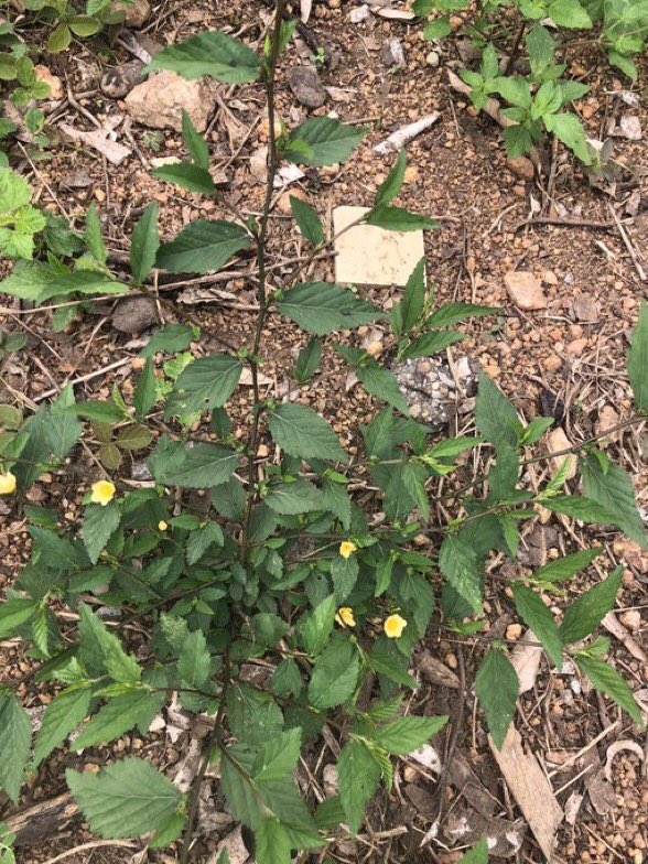 Again, every part of this herb was made for manhood, every brother who has tried it will testify especially the roots🍀❤️