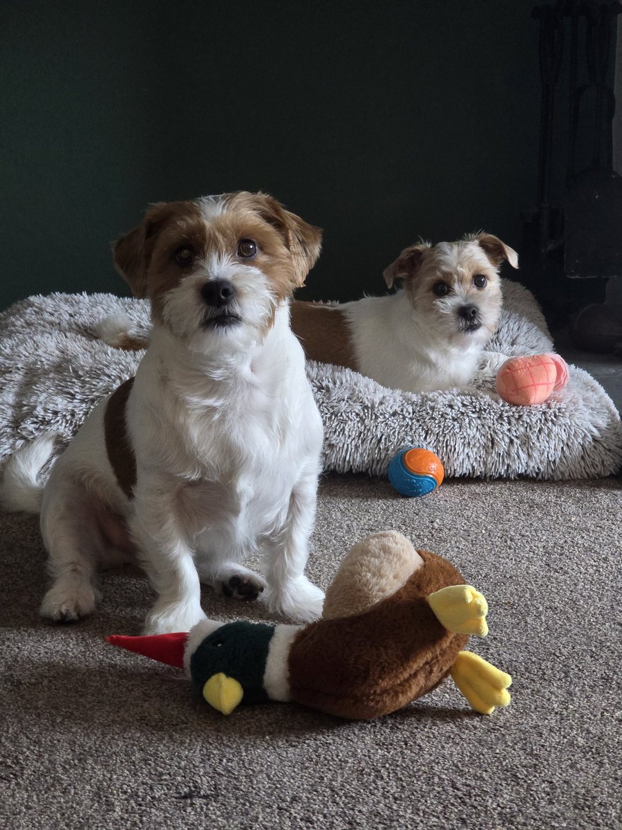 MillieandGriff's tweet image. A day for toys and games inside 🥶❄️ #dogsofX