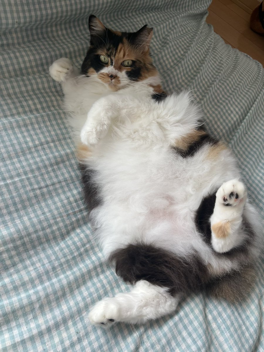 昨年12月31日に愛猫のなうが大腸癌で虹の橋を渡っちゃいました😢
元は近所の畑にいた猫で、旦那と私で一年以上かけてナンパをして家猫になってもらってました
知り合ってからは6年以上なのですが、正確な年齢はわからず…(医者は10歳以上ぽいって言ってた)
かなしい😭お尻がかわいい猫でした 