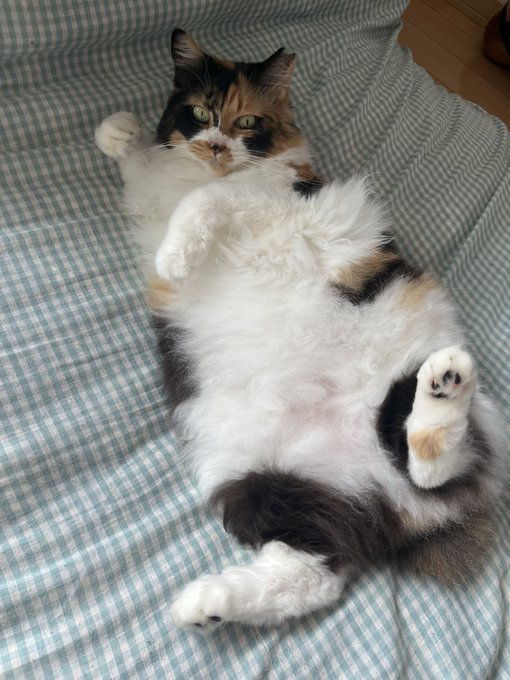 昨年12月31日に愛猫のなうが大腸癌で虹の橋を渡っちゃいました 元は近所の畑にいた猫で、旦那と私で一年以上かけてナンパをして家猫になってもらってました 知り合ってからは6年以上なのですが、正確な年齢はわからず…(医者は10歳以上ぽいって言ってた) かなしいお尻がかわいい猫でした