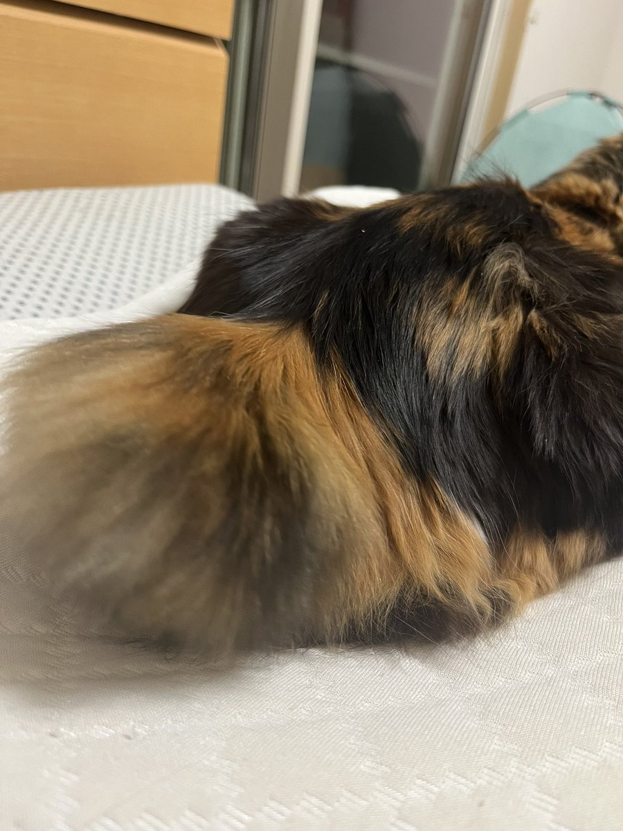 昨年12月31日に愛猫のなうが大腸癌で虹の橋を渡っちゃいました😢
元は近所の畑にいた猫で、旦那と私で一年以上かけてナンパをして家猫になってもらってました
知り合ってからは6年以上なのですが、正確な年齢はわからず…(医者は10歳以上ぽいって言ってた)
かなしい😭お尻がかわいい猫でした 