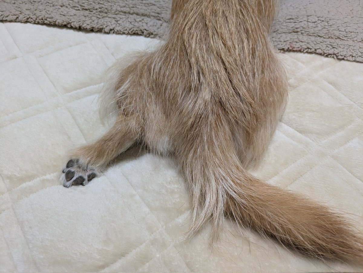 犬ちゃん (@dogchan1010) / Posts / X