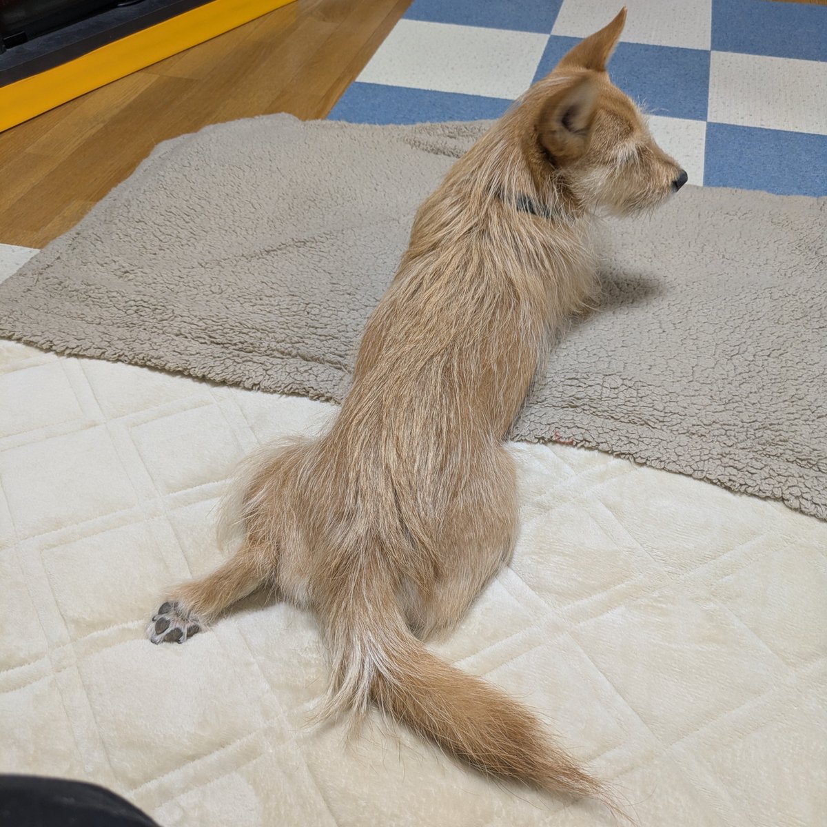 犬ちゃん 犬ちゃん (@dogchan1010) / Posts / X