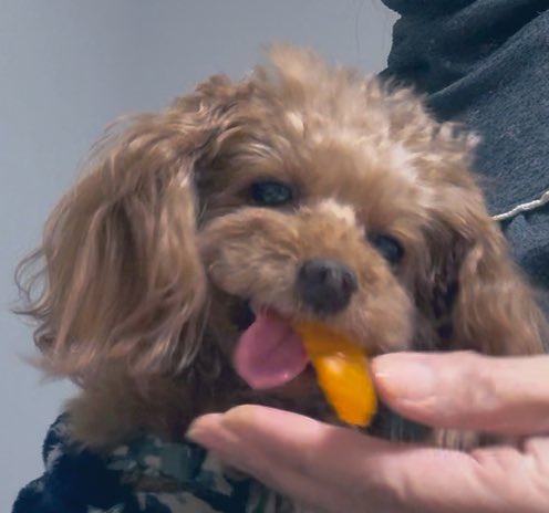 Arthur107sinmii's tweet photo. 🐶🍊みかん♪みかん♪
みかんだーいすき🍊

#トイプードル #トイプー
#犬のいる暮らし #愛犬
#犬との暮らし #犬好き https://t.co/7KTuiWalgA