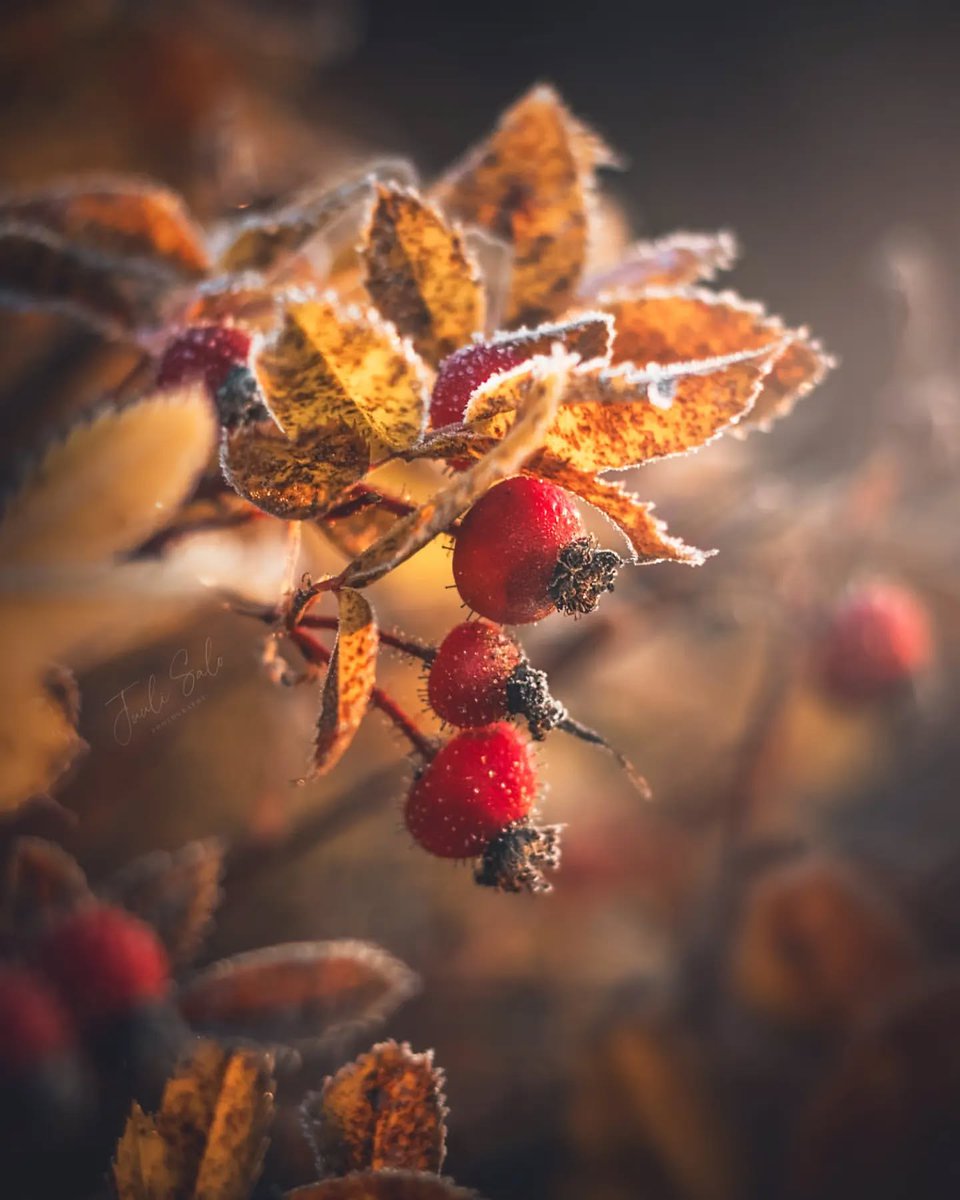 “Joy is not always a feeling that 
is freely bestowed upon us, often 
it is something we must actively seek. 
In a way, joy is a decision, an action, 
even a practised method of being.”

~ Nick Cave, 𝑇ℎ𝑒 𝑅𝑒𝑑 𝐻𝑎𝑛𝑑 𝐹𝑖𝑙𝑒𝑠
·

© Boundless beauty by Juuli Salo