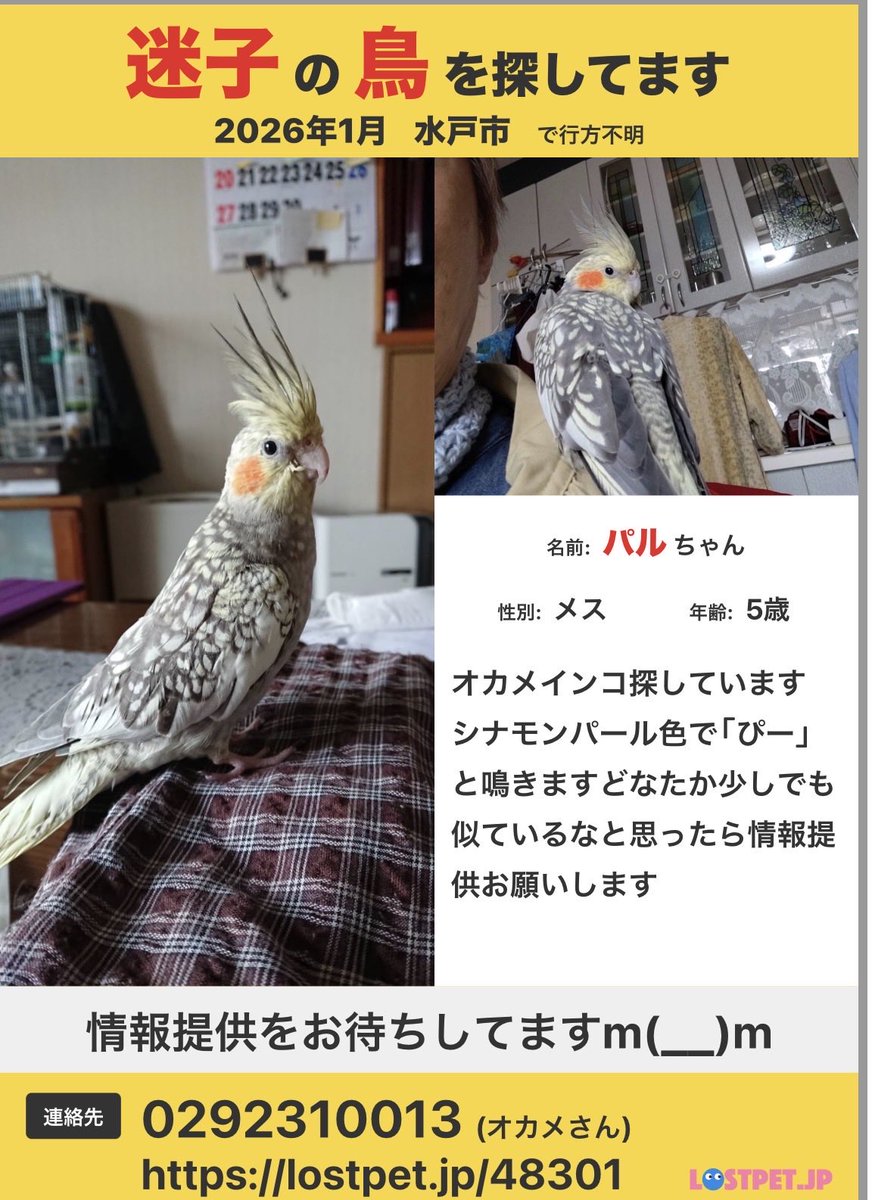 オカメインコさま専用ページ 🍀#水戸市及び近隣の方へお願い オカメインコ🐥のパルちゃんが迷子に