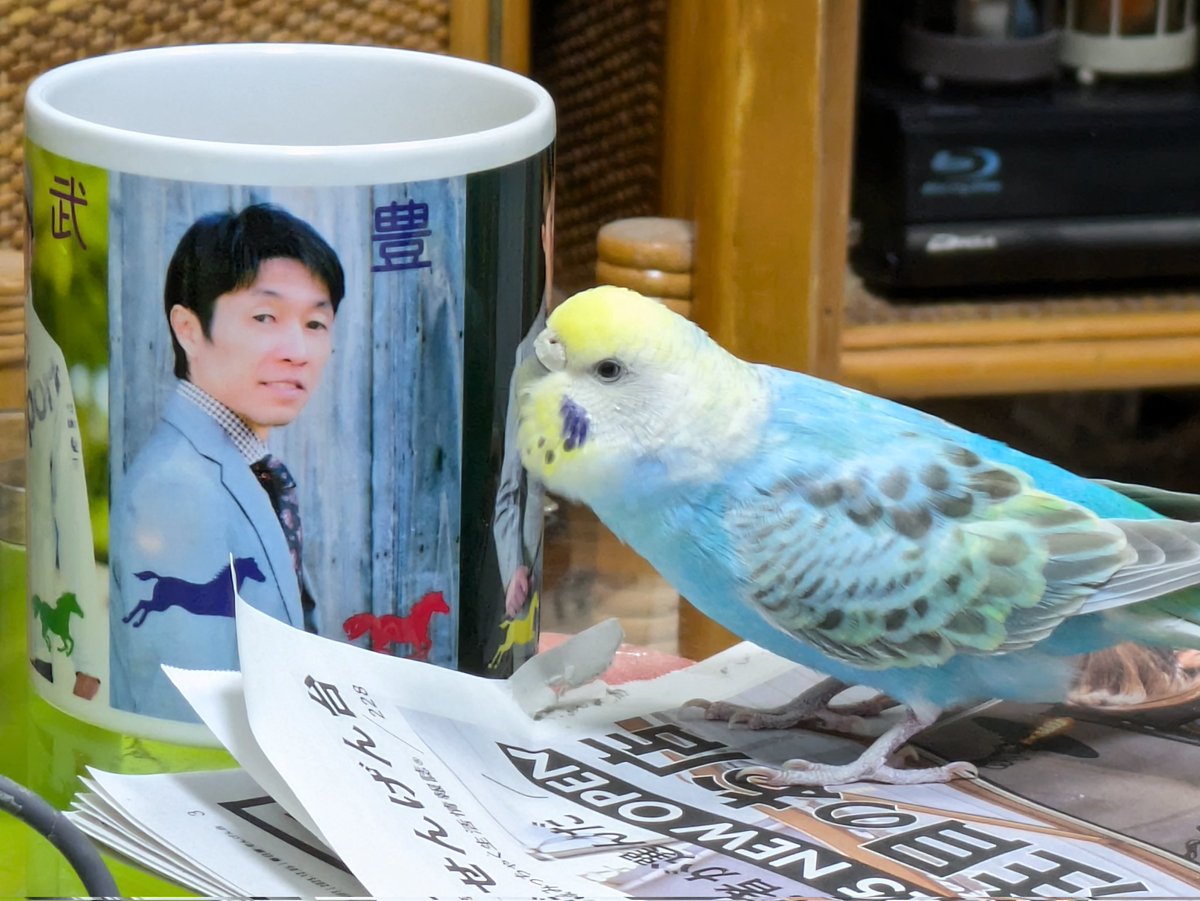 だるまん（増量中。。） tweet media