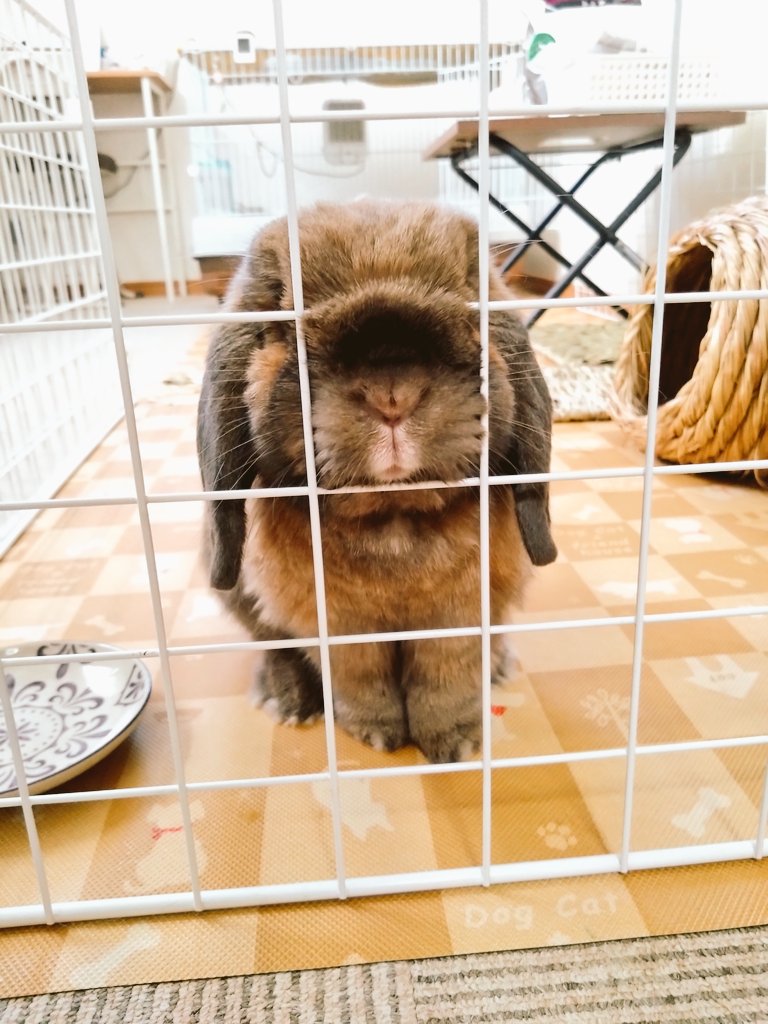 今朝のチョコちゃん🐰🤎
朝ごはん食べてて後ろを見たら『お掃除してくだしゃい』って言ってました🤭