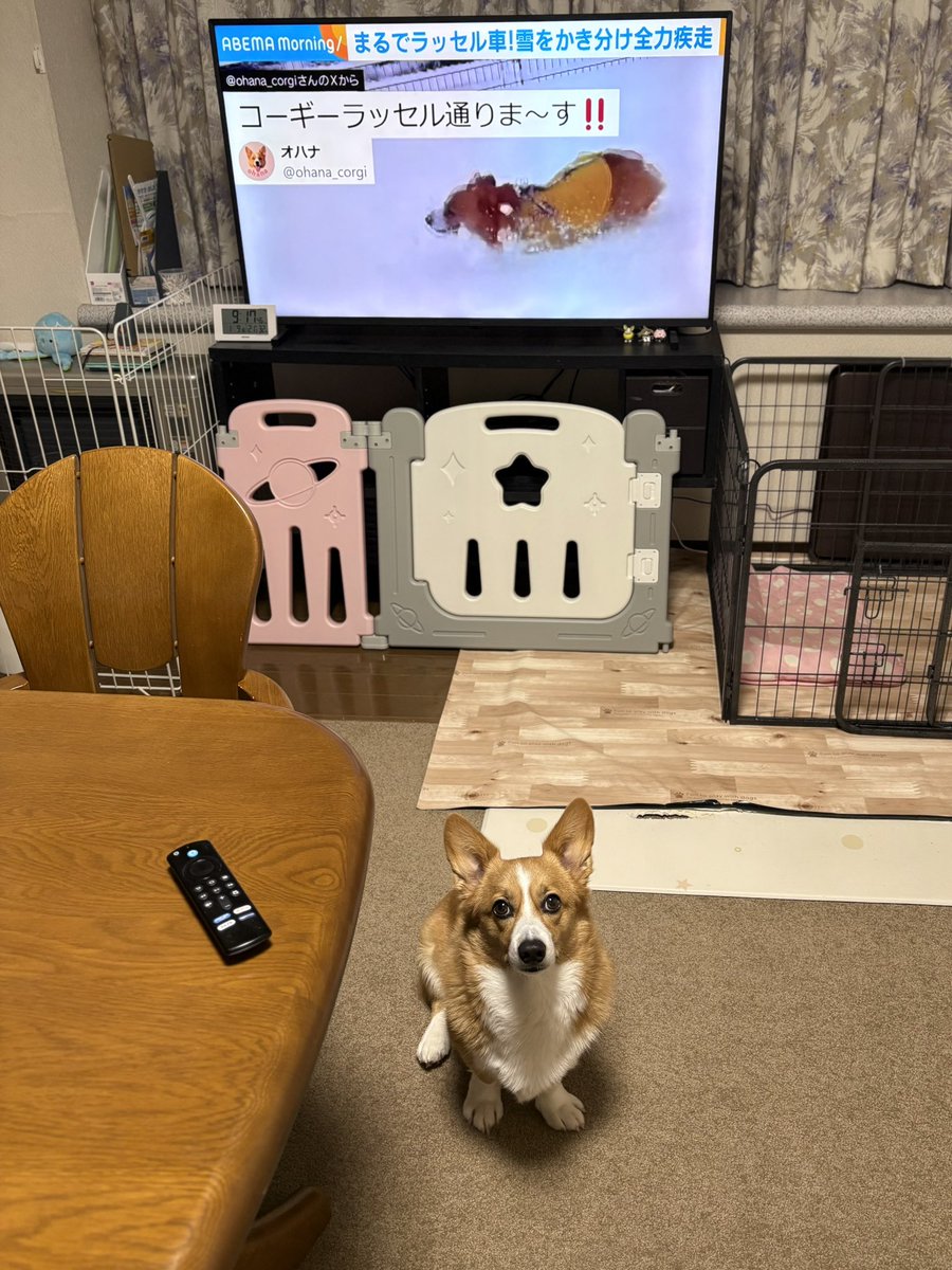 オハナにも見てもらいました(見てない)