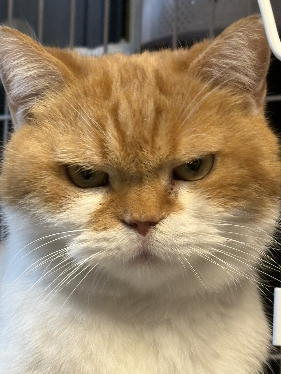 お買い得品 大福丸様 ABOUT | 大福丸 福丸様専用