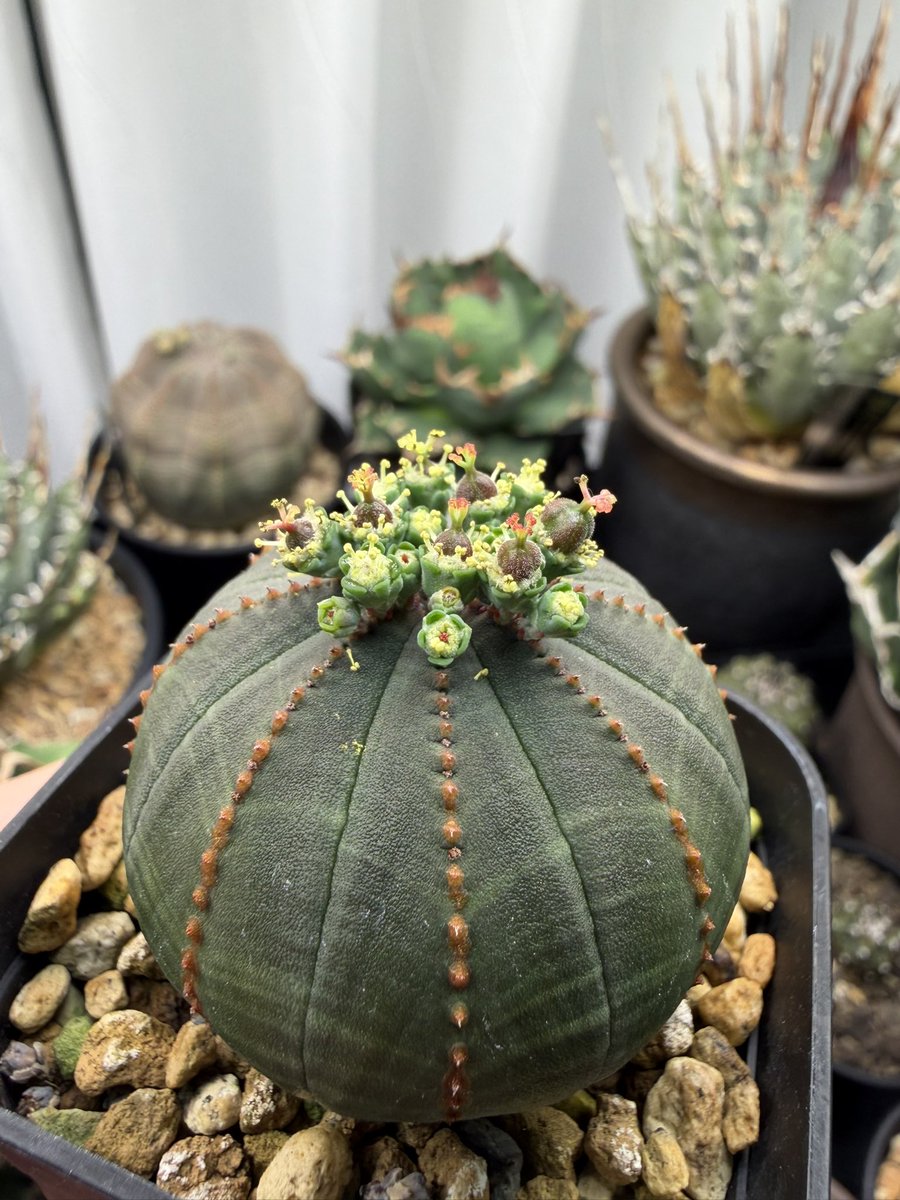 _yamazaki_pan_'s tweet photo. 我が家実生の雌雄同株のユーフォルビアオベサ!
花粉も作りつつタネも取れる!
#Euphorbia #obesa #monoecious https://t.co/Ojsqyg9PNm