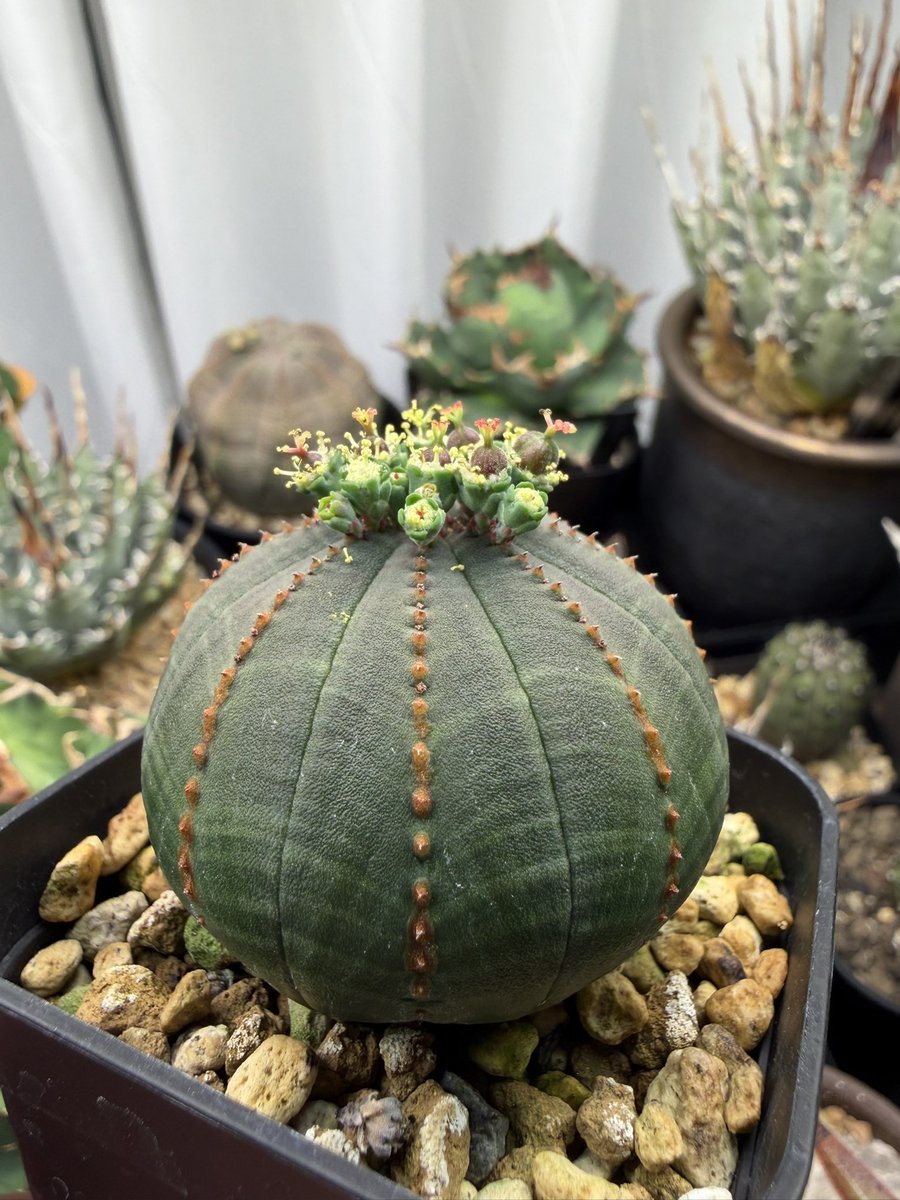 _yamazaki_pan_'s tweet photo. 我が家実生の雌雄同株のユーフォルビアオベサ!
花粉も作りつつタネも取れる!
#Euphorbia #obesa #monoecious https://t.co/Ojsqyg9PNm