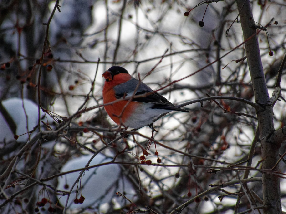 justcreepazoid's tweet image. Товарищи сегодня очень важный праздник!!!!!!! ДЕНЬ СНЕГИРЯ!!!!!