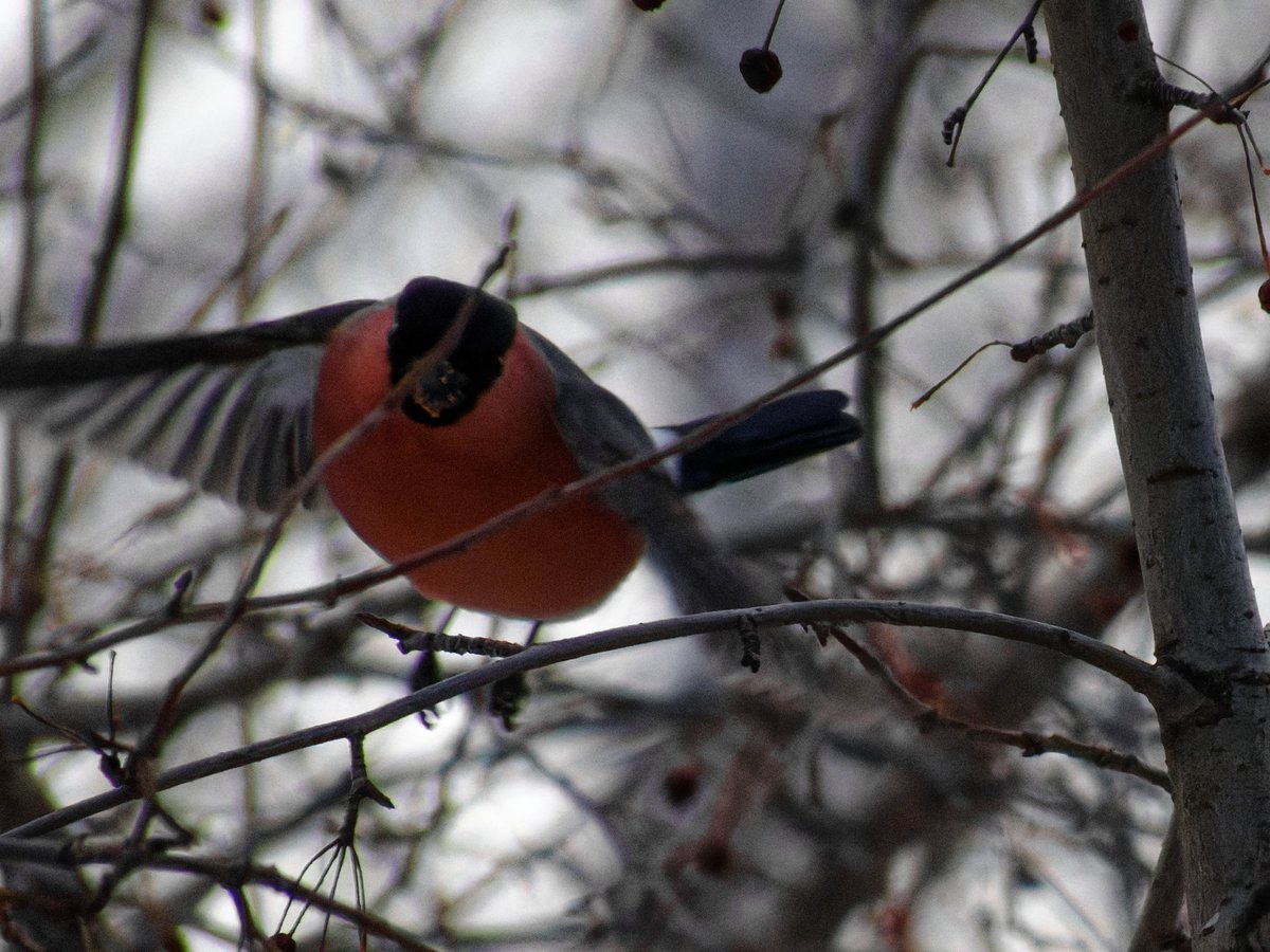 justcreepazoid's tweet image. Товарищи сегодня очень важный праздник!!!!!!! ДЕНЬ СНЕГИРЯ!!!!!