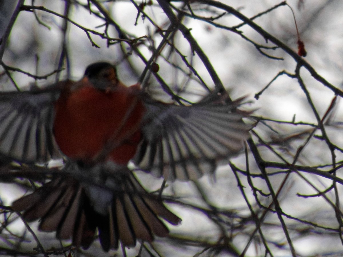 justcreepazoid's tweet image. Товарищи сегодня очень важный праздник!!!!!!! ДЕНЬ СНЕГИРЯ!!!!!