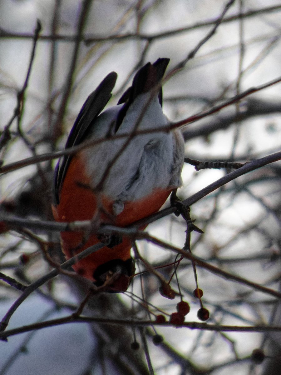 justcreepazoid's tweet image. Товарищи сегодня очень важный праздник!!!!!!! ДЕНЬ СНЕГИРЯ!!!!!