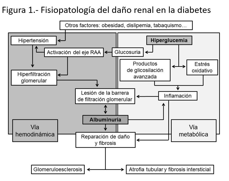S.E.N. Nefrología tweet media