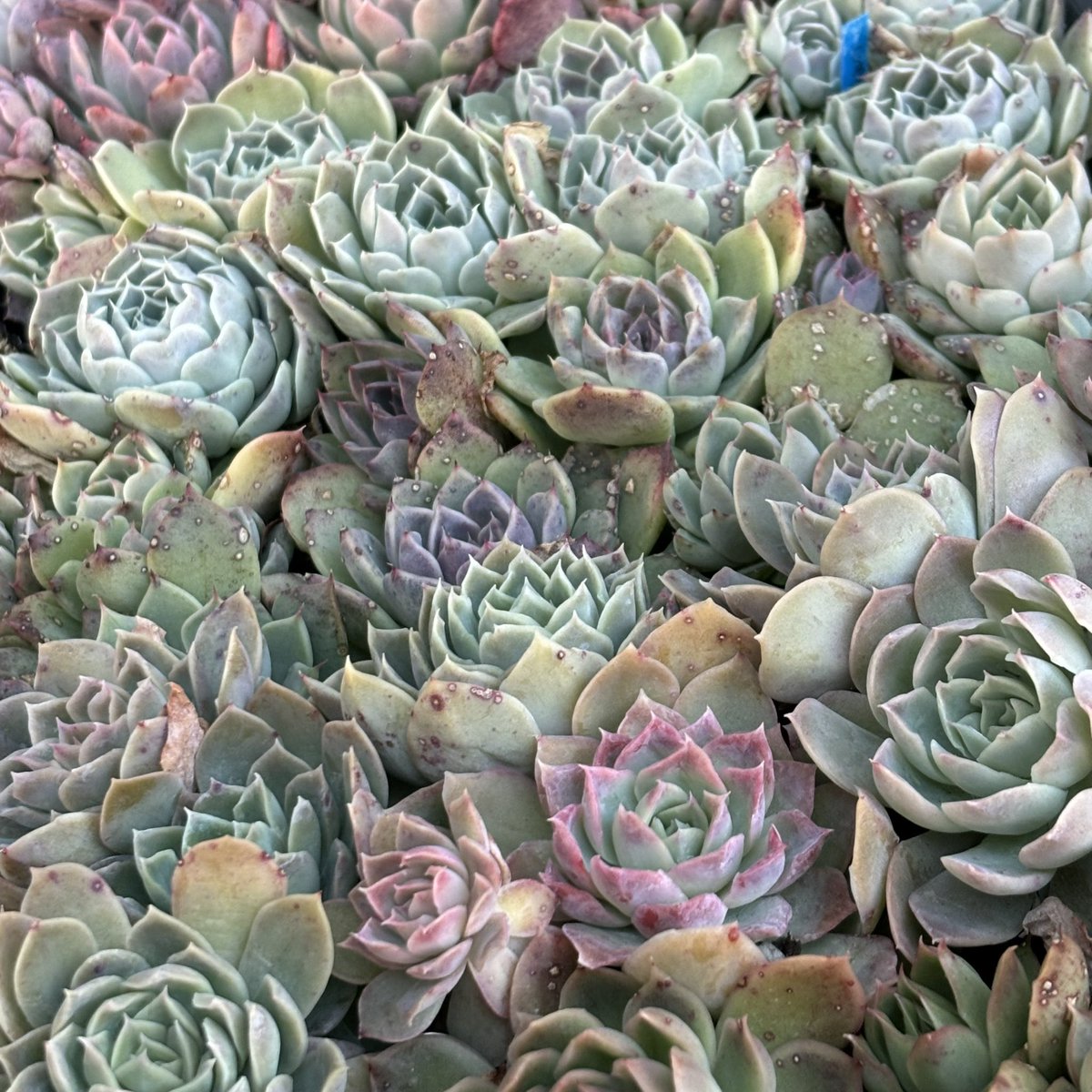 2024実生たち\(  *´ω`*  )/
放置させてしまって申し訳なくて、でも、可愛くなってくれて嬉しいです。
春になったら、形を整えていこうと思います(  ˊ͈ ˙̫ ˋ͈ )

体調があまりよろしくなくて、喘息の咳が微妙に🥺初めてメプチン吸って、心が震えてます:(´◦ω◦｀):おさまれ～🪷⟡.·*.