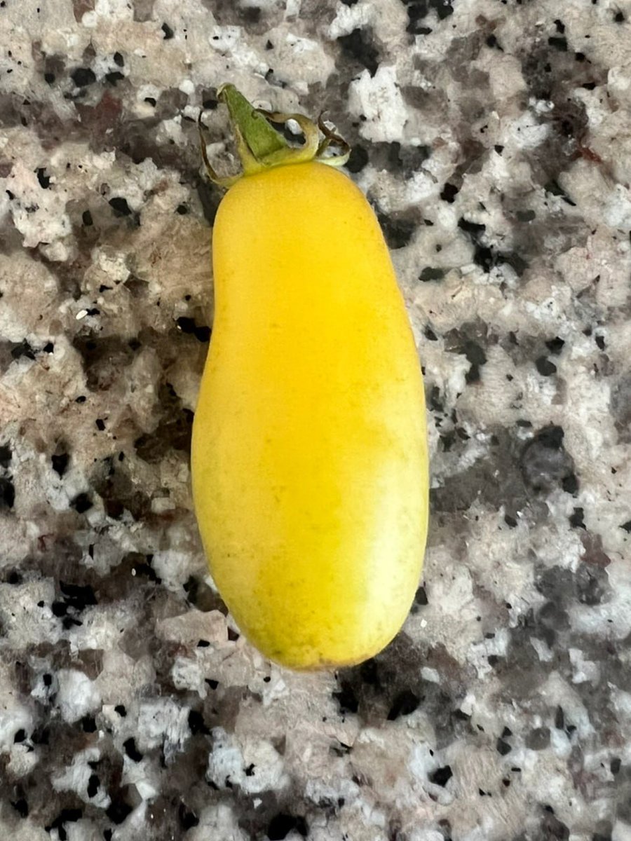 AynAHayes's tweet photo. Is this a tomato or an eggplant? https://t.co/PxVmJtreai
