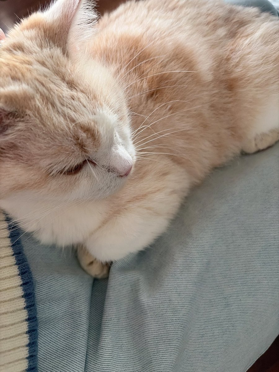 モカちゃん 様 きょうはモカちゃんが甘えてくる日⭐︎🐈 明日からの3連休さむいみたい