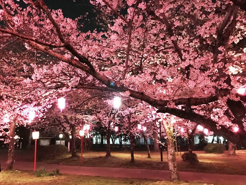 pyon708's tweet image. 🌸🌸🌸🌸🌸🌸🌸🌸🌿
いよいよ今年もリバモの桜イベント企画中💥💥💥今年は3/28(土)29(日)、4/4(土)5(日)が桜特別時間帯で開催します🌸

豊橋市公会堂の桜イベントは例年通り3/29(日)に開催します🌸

【詳細はHPで近日公開🔔】
こちらからもお知らせしますね🤗

1・2枚目は豊橋市公会堂の🌸…