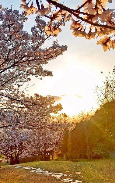 pyon708's tweet image. 🌸🌸🌸🌸🌸🌸🌸🌸🌿
いよいよ今年もリバモの桜イベント企画中💥💥💥今年は3/28(土)29(日)、4/4(土)5(日)が桜特別時間帯で開催します🌸

豊橋市公会堂の桜イベントは例年通り3/29(日)に開催します🌸

【詳細はHPで近日公開🔔】
こちらからもお知らせしますね🤗

1・2枚目は豊橋市公会堂の🌸…