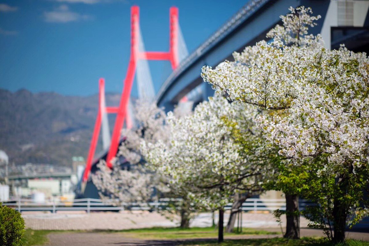 pyon708's tweet image. 🌸🌸🌸🌸🌸🌸🌸🌸🌿
いよいよ今年もリバモの桜イベント企画中💥💥💥今年は3/28(土)29(日)、4/4(土)5(日)が桜特別時間帯で開催します🌸

豊橋市公会堂の桜イベントは例年通り3/29(日)に開催します🌸

【詳細はHPで近日公開🔔】
こちらからもお知らせしますね🤗

1・2枚目は豊橋市公会堂の🌸…