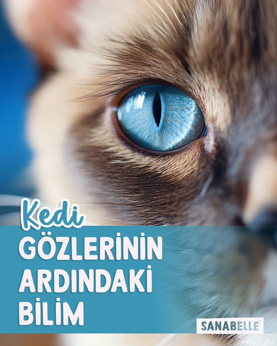 Gecede parlayan o gözler tesadüf değil. Kedilerin gözlerinde bulunan tapetum lucidum tabakası, ışığı iki kez kullanarak karanlıkta üstün bir görüş sağlar. Bu sayede #kediler, düşük ışıkta insanlardan kat kat daha iyi görür. 🔬👁️