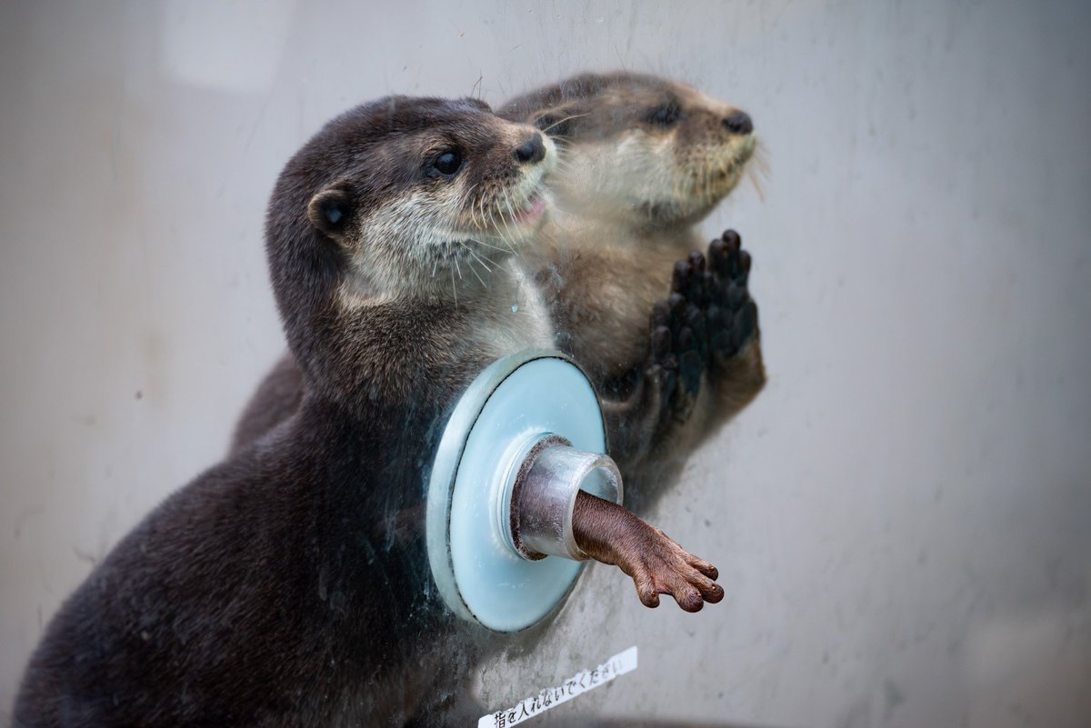 tooopira_tw's tweet photo. give me
#水族館 #カワウソ
#八景島シーパラダイス
#写真好きな人と繋がりたい
#カメラ好きな人と繋がりたい https://t.co/eo8vA8vgMD