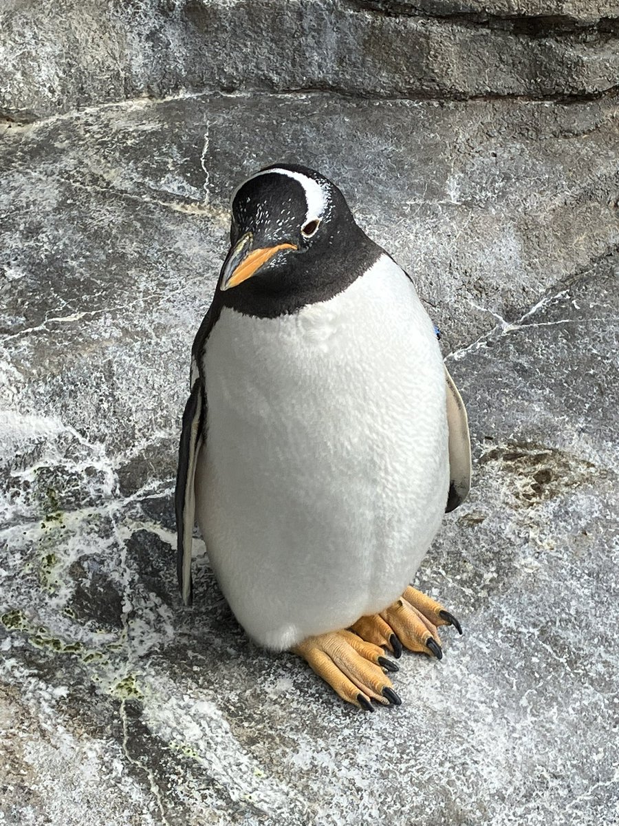 ペンちゃん見ました🐧