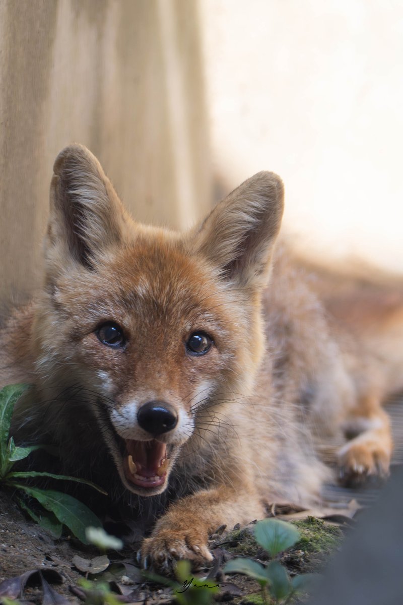 #TLにきつねのドアップ画像をあげて人々を幸せにしよう計画 

とくしま動物園　コンタ