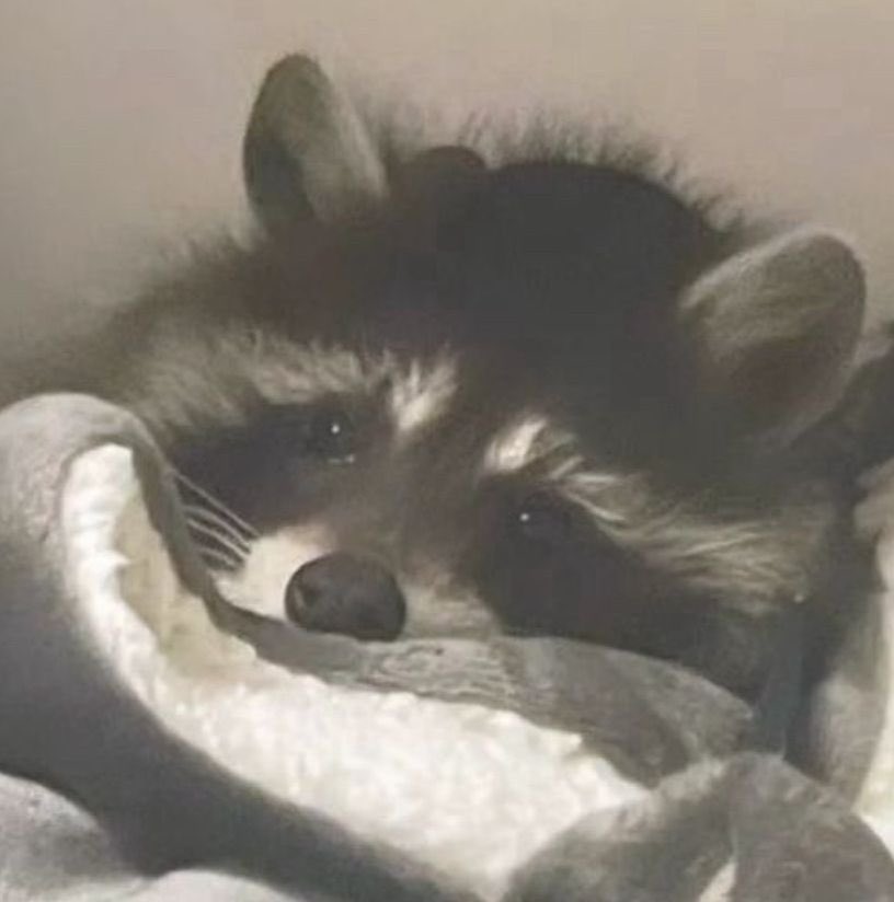 WildStar⭐六等星野黑 tweet media