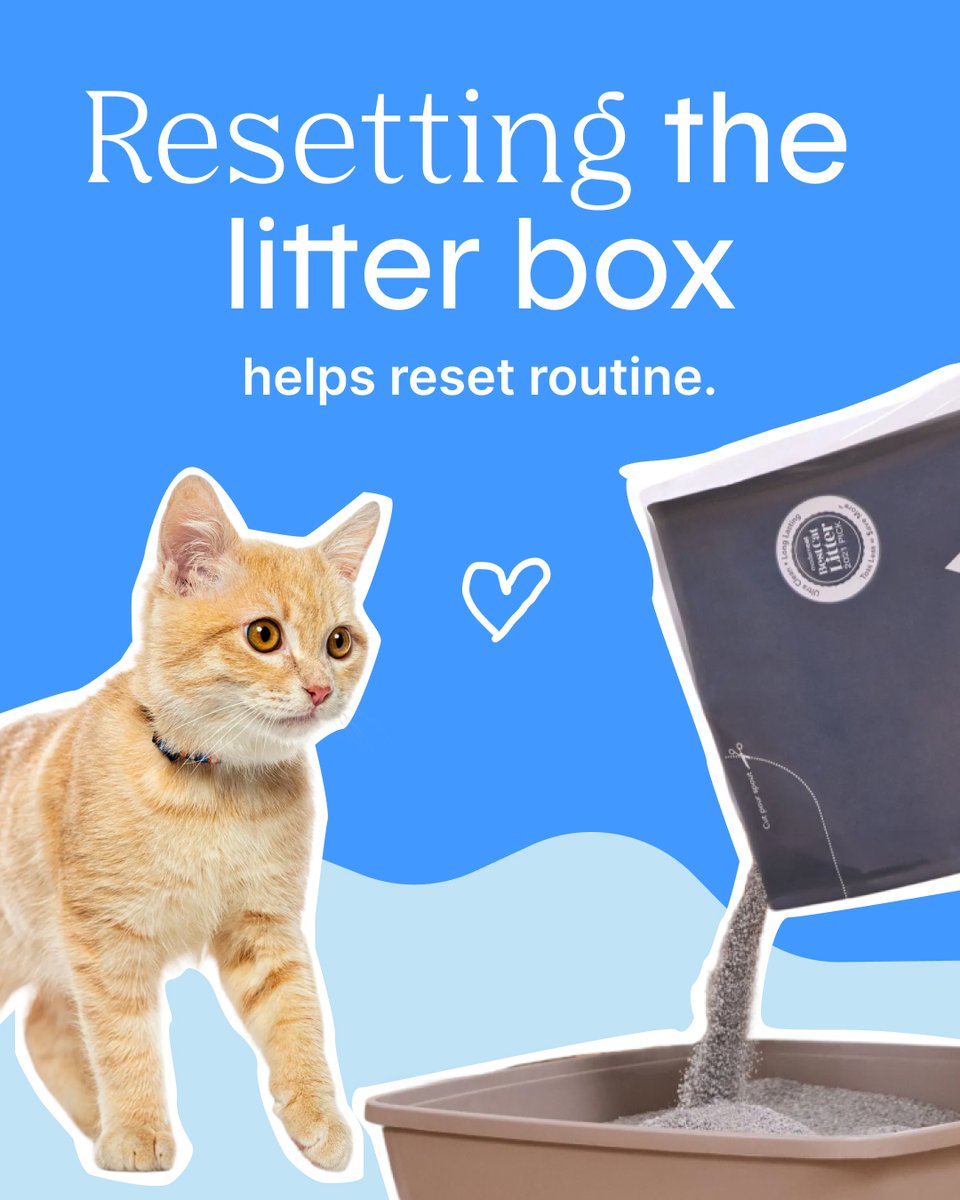 HelloBoxiecat's tweet image. New routine. Cleaner box. Happier cat. 🐈✨