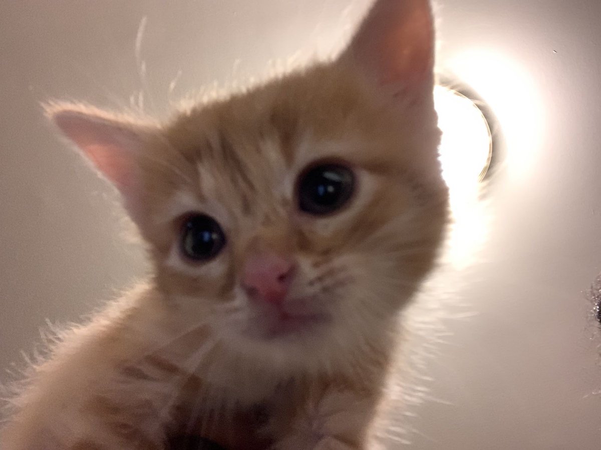 하ㅠㅠㅠ #이거런쥔 

마크 우는 줄 알고 놀라서 살펴보는 런쥔… 
너무 고양이임…