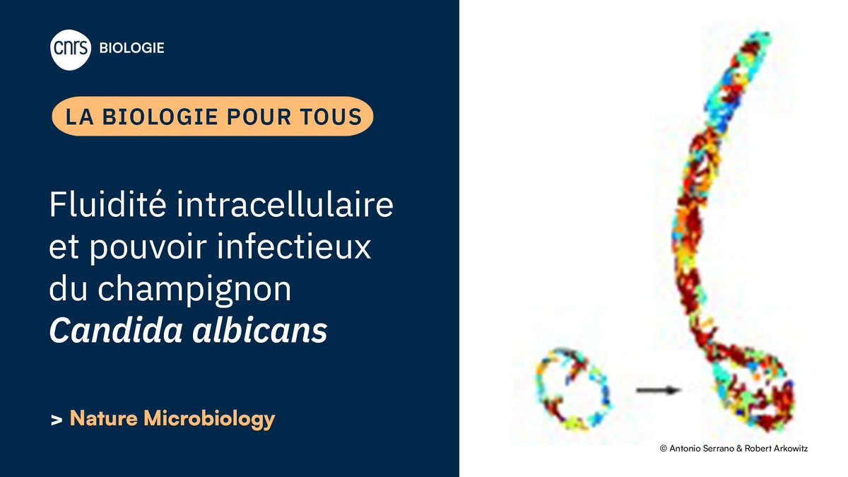 CNRS Biologie tweet media
