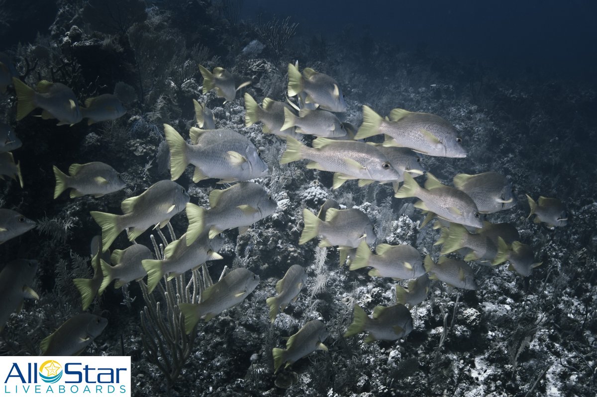DiveASL's tweet image. Creature Feature Friday!!! 💛🤍💛 Schoolmaster Snapper

This lovely yellow and white snapper are often seen in schools in the Bahamas. Usually slow moving, photographers love the bright yellow tails getting group shots!

#creaturefeaturefriday #allstarliveaboards