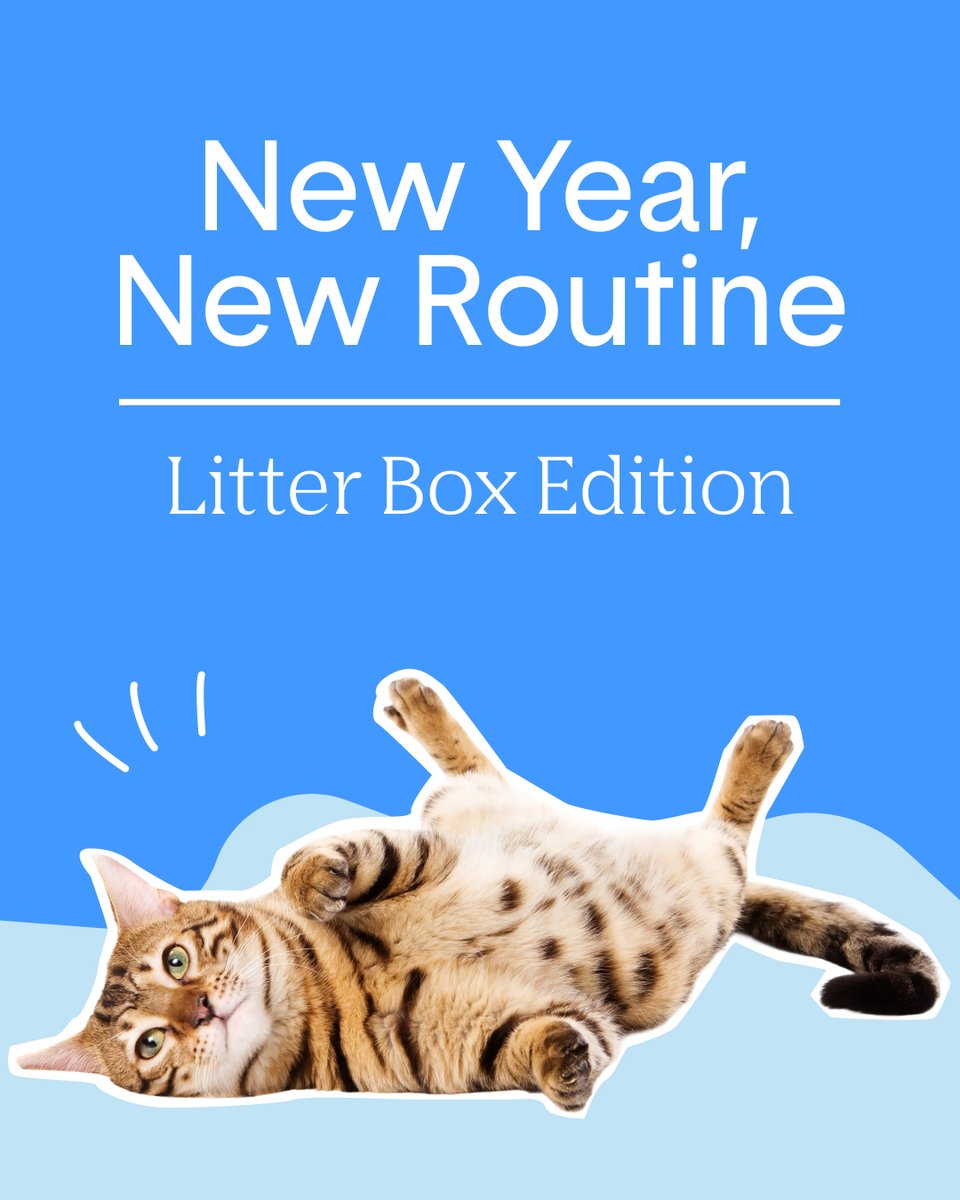 HelloBoxiecat's tweet image. New routine. Cleaner box. Happier cat. 🐈✨